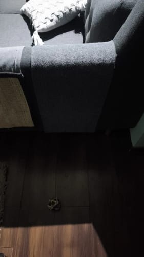 Customer photo review of Multifunctional Cat Scratching Carpet