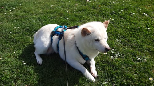 Customer photo review of Escape Proof Dog Harness SAFETY Petrol/Brown | AnnyX - S