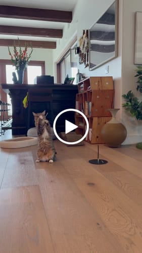Customer video review of Interactive Bird Simulation Cat Toy Hybrid Bundle