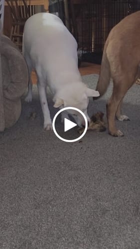 Customer video review of Large Ostrich Knuckle (5.5" x 5"): The Ultimate Chew for Moderate & Power Chewers