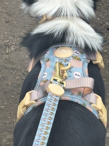 Sarah review of Disney© Collar - Lion Friends image 1 out of 3