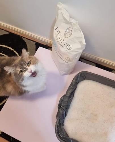 Customer photo review of 3 Month Supply - 1 Cat