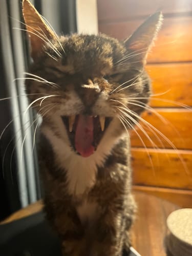 Customer photo review of Oral Health Gum Healing Formula for Cats, 300 Tablets, 30-Day Supply