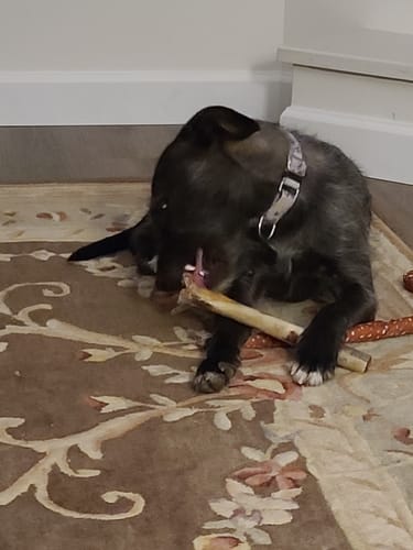 Customer photo review of Medium Ostrich Cane (10" x 3"): The Long-Lasting, Flavor-Packed Chew for Medium & Large Dogs