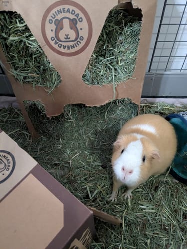 Customer photo review of Timothy Hay Box for Guinea Pigs (3 Pack)