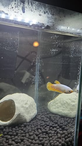 Customer photo review of Yellow Dragon Plakat Female Betta Fish