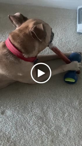 Customer video review of 12 Inch Jumbo Bully Stick