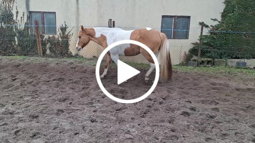 Customer video review of Strotonin Horse Support