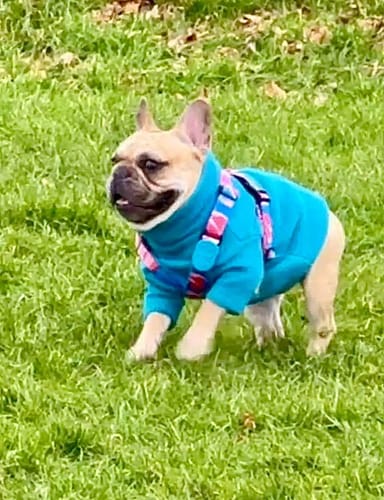 Customer photo review of Colorful PRO Protective Trachea Dog X Harness And 3-Way Buffer Traction Dog Leash Set