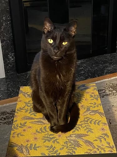 Customer photo review of Little Birds - Luxury Cat Scratching Board