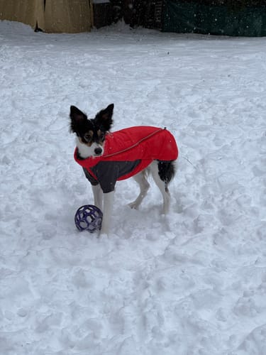 Customer photo review of Ruffwear Furness Jacket