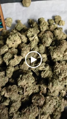 Customer video review of Wholesale THCA Flower Full Size Buds