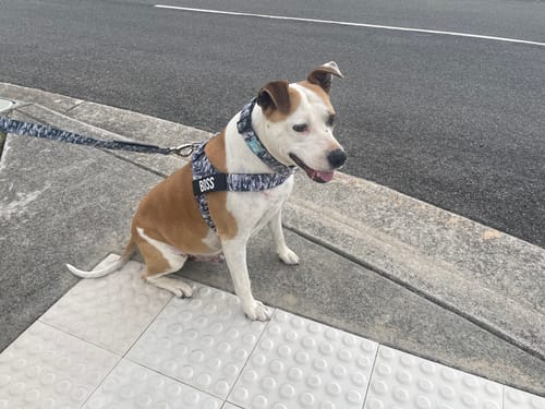 Customer photo review of Walk Essentials