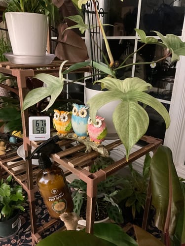 Customer photo review of Houseplant Pest Spray