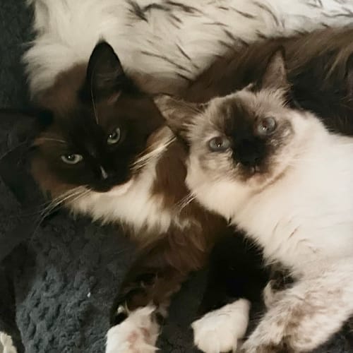 Customer photo review of 1 Month Supply – 1 Cat