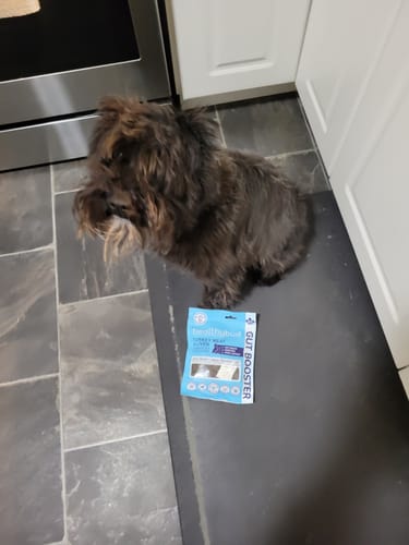 Customer photo review of Turkey Gut Booster