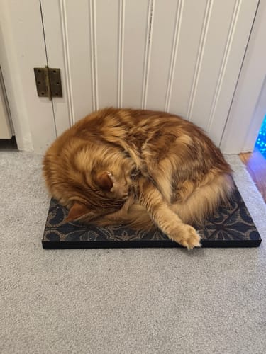 Customer photo review of Mediterranean Tile - Luxury Cat Scratching Board