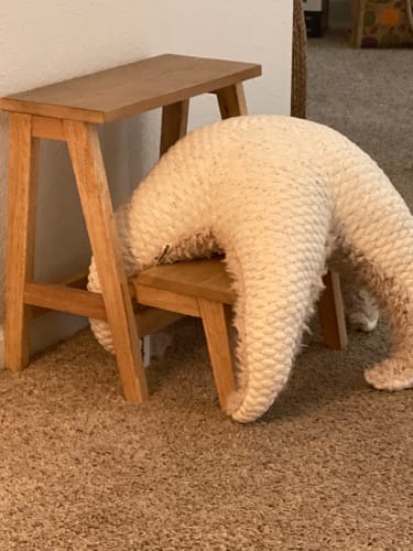 Customer photo review of The Starfish