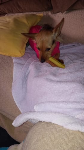 Customer photo review of Mix Flavored Chews ( a Pack of 6 Sticks )
