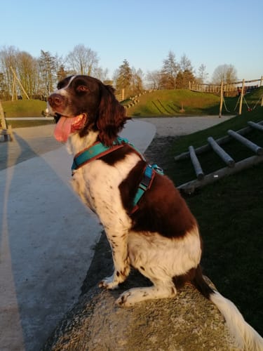Customer photo review of Anny X FUN harness - Petrol/Brown