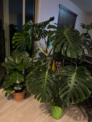 Customer photo review of Plant Food