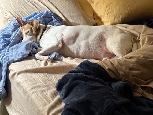 Customer photo review of Clean Earth Plush - 100% Sustainable