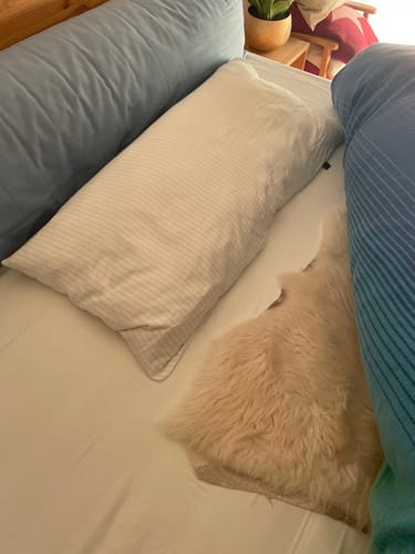 Customer photo review of Schafschurwoll-Hirse-Kissen mit Zirbe