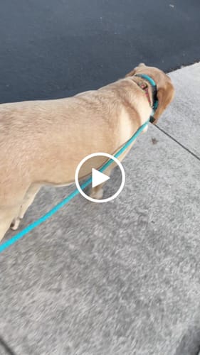 Customer video review of The Sidekick® Transitional Leash®