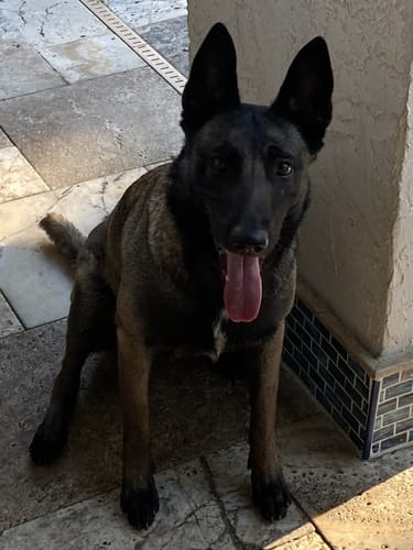 Customer photo review of ProDenta