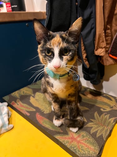 Customer photo review of Tropical Leaves - Luxury Cat Scratching Board