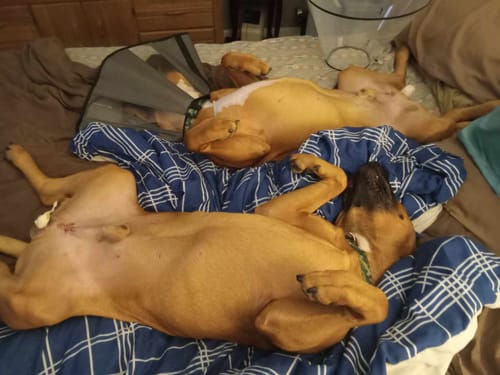 Customer photo review of Aggression and Frustration Reduction - Dogs