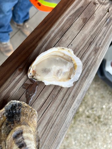 Customer photo review of Love Point Oysters - 50 Count