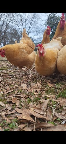 Customer photo review of GrubTerra Dried Larvae Sample