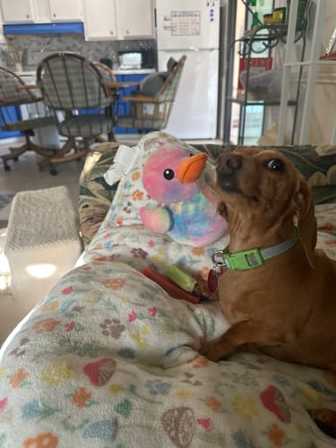 Customer photo review of Mix Flavored Chews ( a Pack of 6 Sticks )
