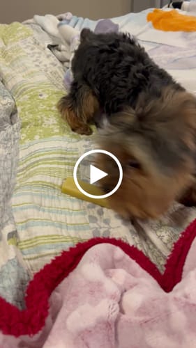 Customer video review of Traditional Himalayan Yak Chews | All Sizes