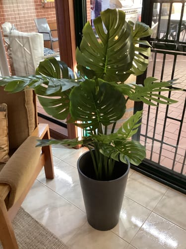Customer photo review of Split Philodendron (Split Leaf) 120cm