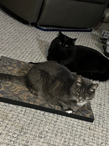 Customer photo review of Mediterranean Tile - Luxury Cat Scratching Board