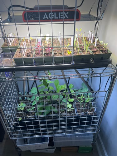 Customer photo review of Epic 4-Cell Seed Starting Trays
