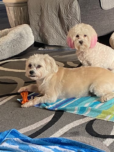 Customer photo review of ProDenta