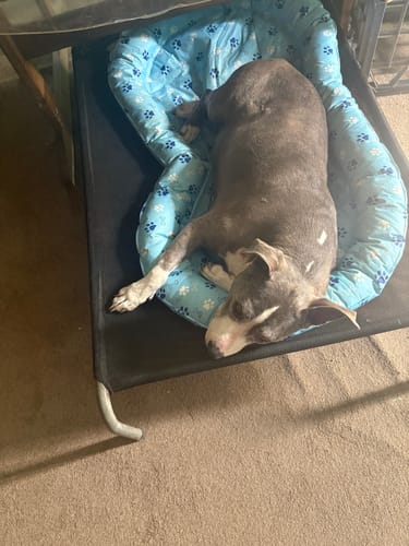 Customer photo review of Pawz Pet Cooling Mat Dog Cat Gel Non-Toxic Bed Pillow Self-cool Summer Ice Pad