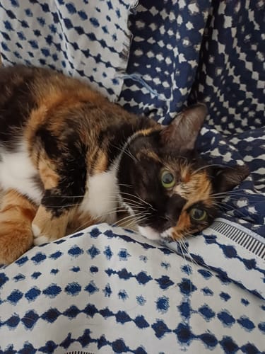 Customer photo review of 1 Month Supply – 1 Cat