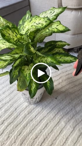 Customer video review of Houseplant Pest Spray