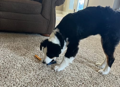 Customer photo review of Mix Flavored Chews ( a Pack of 6 Sticks )