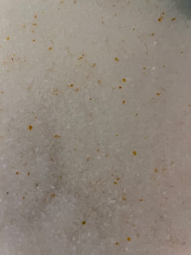 Customer photo review of 1 Month Supply - 1 Cat - One-Time Purchase