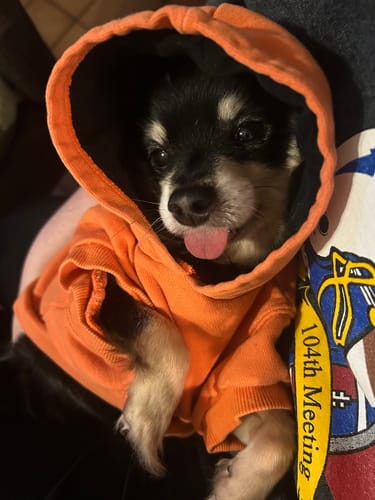 Customer photo review of Seizures - Dogs