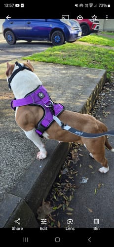 Karen L. review of Comfort Premium Harness | Non Restrictive - Purple image 1 out of 1