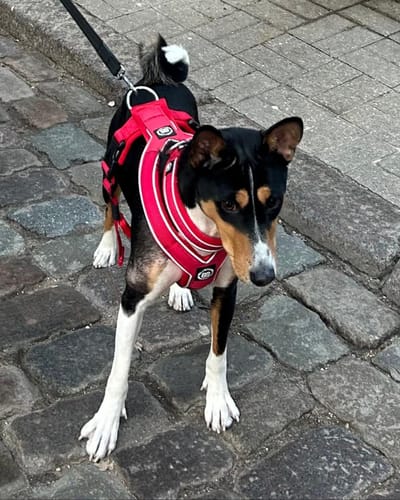 Ineta B. review of 3cm Slip on Collar | Foam Padded - Red image 1 out of 1