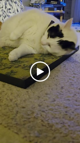 Customer video review of Little Birds - Luxury Cat Scratching Board