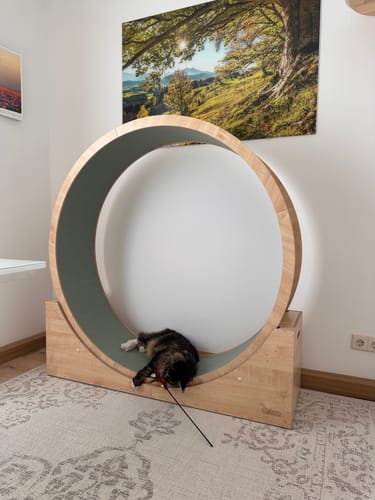 Astrid A. review of Elmato Katzenlaufrad Simba image 1 out of 1