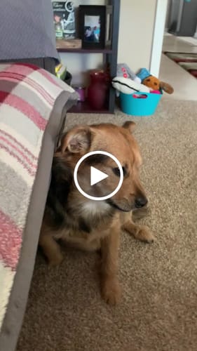 Customer video review of 4-8 Inch Standard Bully Sticks